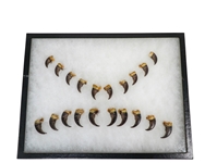 Real Black Bear Claw: Set of 20: Gallery Item 