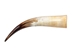 Polished Steer Horn: 22": Gallery Item - 304-20-24-G6408 (Y3K)