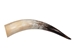 Polished Steer Horn: 22": Gallery Item - 304-20-24-G6408 (Y3K)