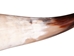 Polished Steer Horn: 22": Gallery Item - 304-20-24-G6408 (Y3K)