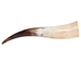 Polished Steer Horn: 22": Gallery Item - 304-20-24-G6408 (Y3K)