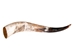 Polished Steer Horn: 23": Gallery Item - 304-20-24-G6409 (Y3K)