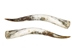 Pair of Polished Steer Horns: 30": Gallery Item - 304-P2830-G6420 (Y3H)