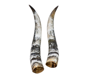 Pair of Polished Steer Horns: 34.5": Gallery Item 