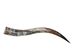 Polished Steer Horn: 34": Gallery Item - 304-S3234-G7518 (Y3H)