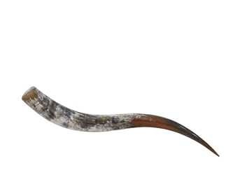 Polished Steer Horn: 34": Gallery Item 