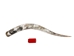 Polished Steer Horn: 36": Gallery Item - 304-S3436-G7528 (Y3H)