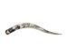 Polished Steer Horn: 36": Gallery Item - 304-S3436-G7528 (Y3H)