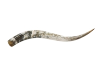 Polished Steer Horn: 36": Gallery Item 