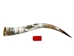 Polished Steer Horn: 34": Gallery Item - 304-S3436-G7529 (Y3H)