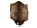 Sheared Beaver Skin: Craft: Gallery Item - 50-55-G6405 (Y1L)