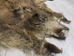 Wild Boar Skin: Large: Gallery Item - 577-L-G4532 (Y1L)