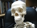 Replica Life-Size Human Skeleton: Gallery Item - 594-10-G01 (Y1L)