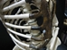 Replica Life-Size Human Skeleton: Gallery Item - 594-10-G01 (Y1L)