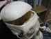 Replica Life-Size Human Skeleton: Gallery Item - 594-10-G01 (Y1L)