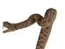 Mounted Real Texas Western Diamondback Rattlesnake Striker: 30.5": Gallery Item - 598-M102C-G4112 (Y2L)