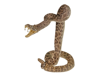 Mounted Real Texas Western Diamondback Rattlesnake Striker: 30.5": Gallery Item 