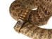 Mounted Real Texas Western Diamondback Rattlesnake Striker: 33": Gallery Item - 598-M102C-G4113 (Y2L)