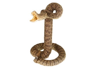 Mounted Real Texas Western Diamondback Rattlesnake Striker: 33": Gallery Item 