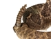 Mounted Real Texas Western Diamondback Rattlesnake Striker: 35.5": Gallery Item - 598-M102C-G4114 (Y2L)