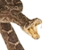 Mounted Real Texas Western Diamondback Rattlesnake Striker: 35.5": Gallery Item - 598-M102C-G4114 (Y2L)