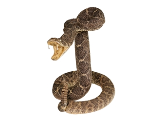 Mounted Real Texas Western Diamondback Rattlesnake Striker: 35.5": Gallery Item 