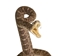 Mounted Real Texas Western Diamondback Rattlesnake Striker: 30.25": Gallery Item - 598-M102C-G4115 (Y2L)