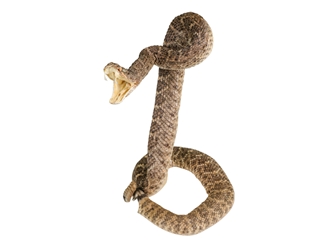 Mounted Real Texas Western Diamondback Rattlesnake Striker: 30.25": Gallery Item 