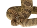 Mounted Real Texas Western Diamondback Rattlesnake Striker: 32": Gallery Item - 598-M102D-G4110 (Y2L)