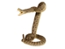 Mounted Real Texas Western Diamondback Rattlesnake Striker: 32": Gallery Item - 598-M102D-G4110 (Y2L)