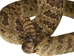 Mounted Real Texas Western Diamondback Rattlesnake Striker: 30": Gallery Item - 598-M102D-G4111 (Y2L)