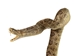 Mounted Real Texas Western Diamondback Rattlesnake Striker: 30": Gallery Item - 598-M102D-G4111 (Y2L)