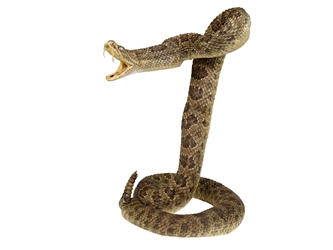 Mounted Real Texas Western Diamondback Rattlesnake Striker: 30": Gallery Item 