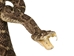 Mounted Real Texas Western Diamondback Rattlesnake Striker: 35": Gallery Item - 598-M102D-G8502 (Y2L)