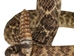 Mounted Real Texas Western Diamondback Rattlesnake Striker: 35": Gallery Item - 598-M102D-G8502 (Y2L)