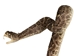 Mounted Real Texas Western Diamondback Rattlesnake Striker: 35": Gallery Item - 598-M102D-G8502 (Y2L)