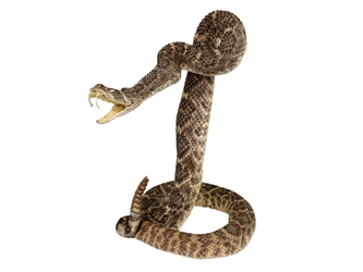 Mounted Real Texas Western Diamondback Rattlesnake Striker: 35": Gallery Item 