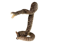 Mounted Real Texas Western Diamondback Rattlesnake Striker: 41.25": Gallery Item 