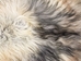 Icelandic Sheepskin: Piebald: 130-140cm or 52" to 56": Gallery Item - 7-404-G7535 (Y1L)