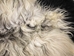 Icelandic Sheepskin: Piebald: 130-140cm or 52" to 56": Gallery Item - 7-404-G7536 (Y1L)