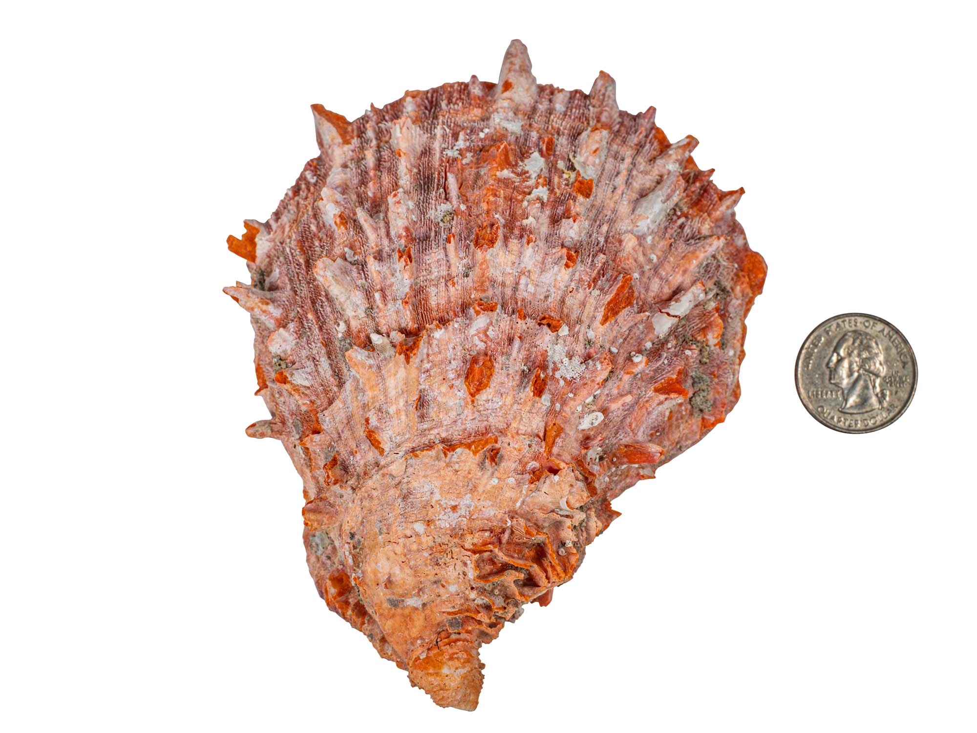 Spiny store oyster and shell object